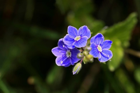 Gamander speedwell (Veronica chamaedrys), men's fritillary, flowers in a deciduous forest, blue