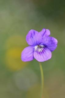 Dog violet (Viola canina), close-up of a flower at the edge of a forest, spring, Wilnsdorf, North