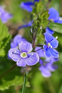 Gamander speedwell (Veronica chamaedrys), men's fritillary, flowers in a deciduous forest, blue