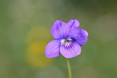Dog violet (Viola canina), close-up of a flower at the edge of a forest, spring, Wilnsdorf, North