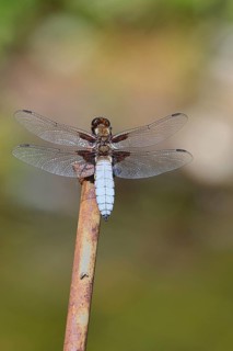 Flat-bellied dragonfly (Libellula depressa), male sitting on a fence top in the garden, close-up,