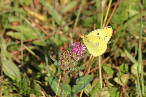 Pale Clouded Yellow, common hay butterfly (Colias hyale), or postilion (Colias croceus), in a