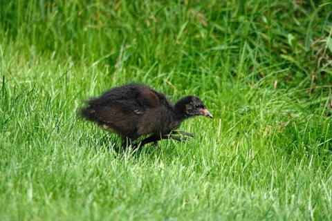 Moorhen or moorhen rail (Gallinula chloropus), summer, Germany