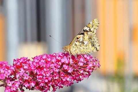 Thistle butterfly (Vanessa cardui) on a Buddleja davidii flower, wings closed, underside of wings,