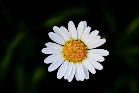 Low-nutrient meadow daisy Low-nutrient meadow daisy (Chrysanthemum leucanthemum), flower against a