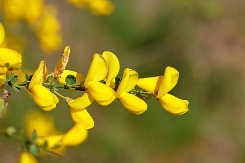 Flower of broom, common broom (Cytisus scoparius), yellow flowers, Wilnsdorf, North