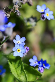 Marsh forget-me-not (Myosotis palustris), true forget-me-not in bloom in spring, Wilnsdorf, North