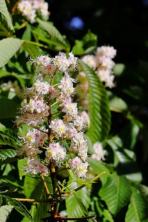 Horse chestnut (Aesculus hippocastanum), flower, inflorescence on tree, Wilnsdorf, North