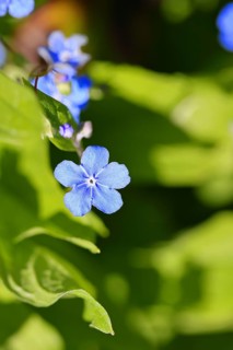 Garden forget-me-not (Myosotis), blue flowers, ornamental plant, ornamental flower, flower, botany,