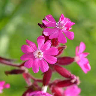 Red campion (Silene dioica), close-up of a flower in a meadow, Wilnsdorf, North Rhine-Westphalia,