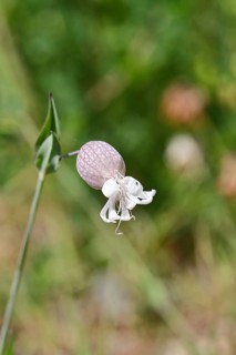 Pigeonweed (Silene vulgaris), maidenhair in flower, Wilnsdorf, North Rhine-Westphalia, Germany