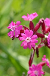 Red campion (Silene dioica), close-up of a flower in a meadow, Wilnsdorf, North Rhine-Westphalia,