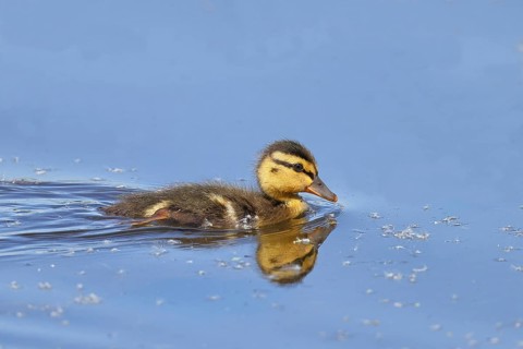 Mallard duckling (Anas platyrhynchos) swimming in the water, Wildlife, Birds, Ducks, Chicks, Nature