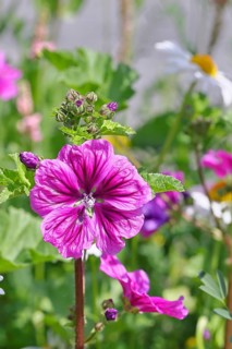 Common mallow (Malva sylvestris), flower in a meadow, medicinal plant, aromatic plant, medicinal