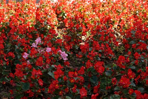 Begonias, September, Germany