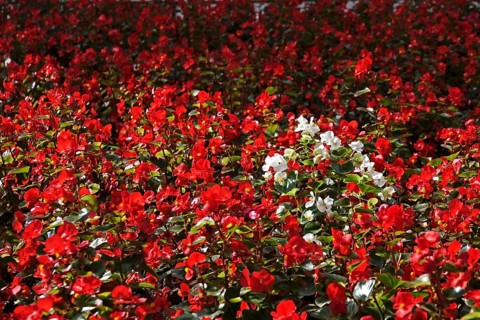 Begonias, September, Germany