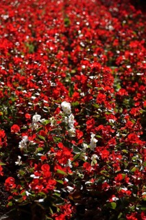 Begonias, September, Germany