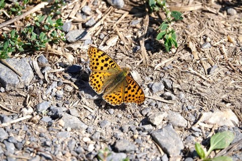 Beautiful mother-of-pearl butterfly, September, Germany