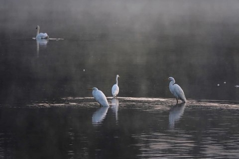 Great White Egret in the morning light in a lake, Lusatian pond landscape, Saxony, Germany