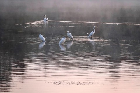 Great White Egret in the morning light in a lake, Lusatian pond landscape, Saxony, Germany
