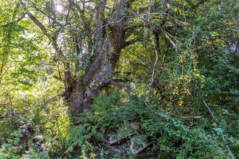 Trees and bushes like in a jungle. Wild growth over the ruins of the former community of Gruorn.