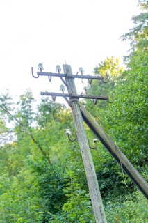 An old telephone pole stands in the middle of dense green vegetation in the evening light, Hermann