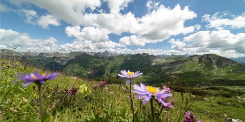 Mountain panorama with blooming alpine aster (Aster alpinus) from the Koblat-Höhenweg on the