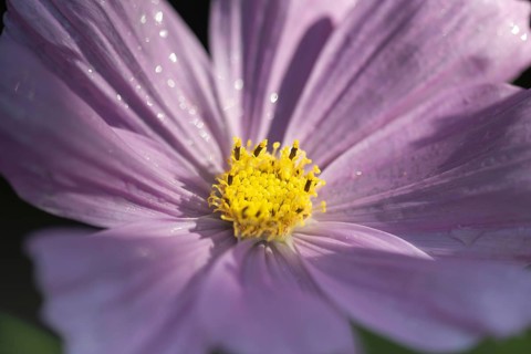 Flower meadow with ornamental basket (Cosmos bipinnatus), Allgäu, Bavaria, Germany