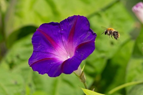 Wild bee flying towards a funnel bindweed (Ipomoea purpurea) flower, Sieversen, Rosengarten, Lower