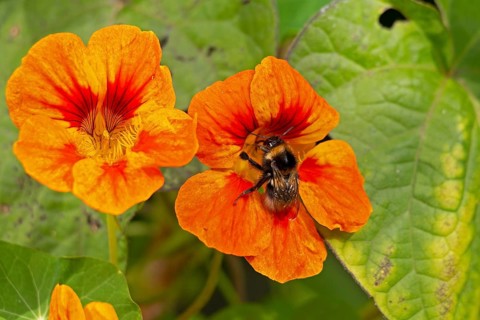 Wild bee on nasturtium (Tropaeolum) flowers, Sieversen, Rosengarten, Lower Saxony, Germany