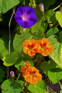 Funnel bindweed (Ipomoea purpurea), nasturtium (Tropaeolum), flowers, Sieversen, Rosengarten, Lower
