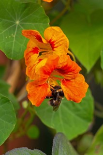 Wild bee on nasturtium (Tropaeolum) flowers, Sieversen, Rosengarten, Lower Saxony, Germany