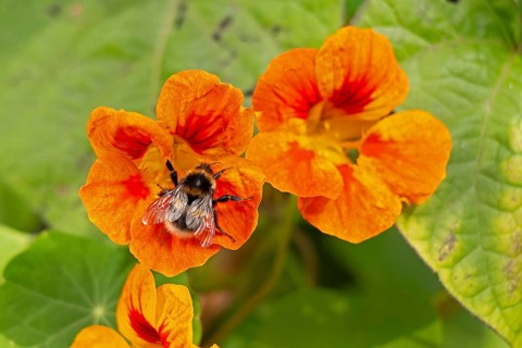 Wild bee on nasturtium (Tropaeolum) flowers, Sieversen, Rosengarten, Lower Saxony, Germany