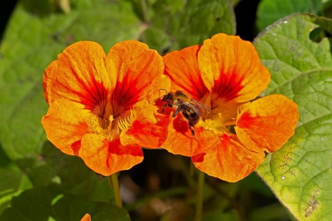 Wild bee on nasturtium (Tropaeolum) flowers, Sieversen, Rosengarten, Lower Saxony, Germany