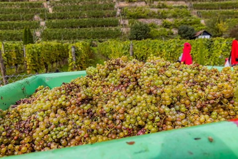 Grape grape harvest in the terraced vineyards on the Neckar in the Zuckerberg vineyard. Grapes from