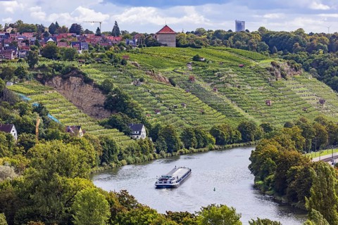 Terraced vineyards of the Zuckerberg vineyard. This is where the Cannstatter Zuckerle matures.
