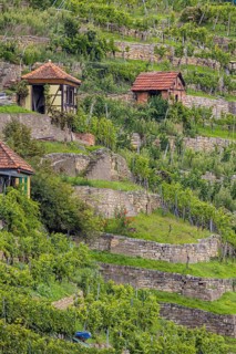 Terraced vineyards of the Zuckerberg vineyard. This is where the Cannstatter Zuckerle matures.