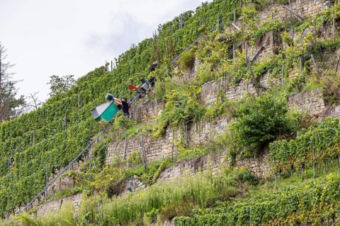 Terraced vineyards on the Neckar in the Zuckerberg vineyard. This is where the Cannstatter Zuckerle