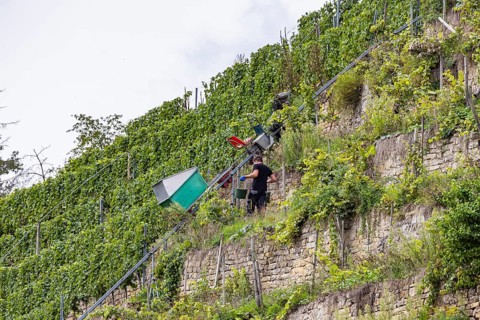 Terraced vineyards on the Neckar in the Zuckerberg vineyard. This is where the Cannstatter Zuckerle