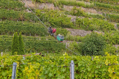 Terraced vineyards on the Neckar in the Zuckerberg vineyard. This is where the Cannstatter Zuckerle