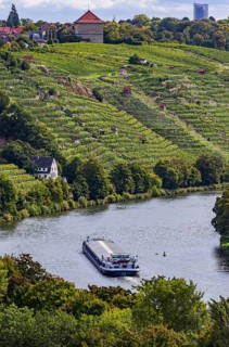 Terraced vineyards of the Zuckerberg vineyard. This is where the Cannstatter Zuckerle matures.