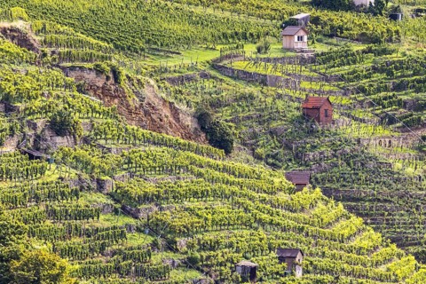 Terraced vineyards of the Zuckerberg vineyard. This is where the Cannstatter Zuckerle matures.