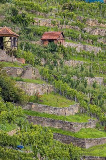Terraced vineyards of the Zuckerberg vineyard. This is where the Cannstatter Zuckerle matures.