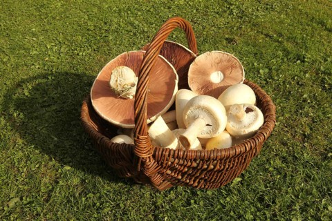 Meadow mushroom (Agaricus campestris) in a basket, Allgäu, Bavaria, Germany, Allgäu, Bavaria,