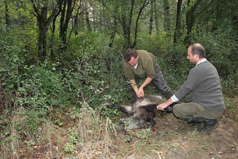 Wild boar (Sus scrofa) killed sow is broken open in the forest, Western Hungary, Hungary, Allgäu,