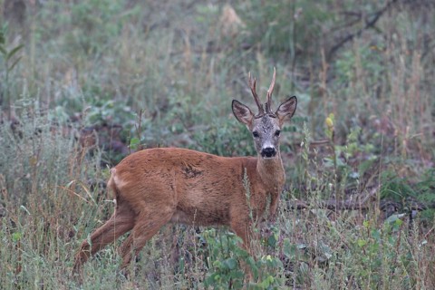 Roe deer (Capreolus capreolus) old buck secured on fallow land, Western Hungary, Hungary, Lower