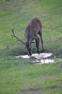 Red deer (Cervus elaphus) young stag at a waterhole, Western Hungary, Hungary, Allgäu, Bavaria,