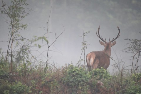 Red deer (Cervus elaphus) young stag in the fog, Western Hungary, Hungary, Western Hungary, Hungary