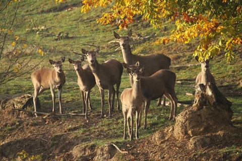 Red deer (Cervus elaphus) securing a herd of red deer, Allgäu, Bavaria, Germany, Allgäu, Bavaria,
