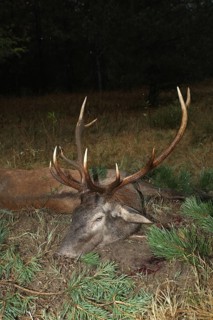 Red deer (Cervus elaphus) shot in the rain during the rut, western Hungary, Hungary, Allgäu,